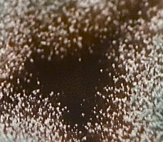 Mold is Starting to be a Regular Issue... Soooooo... What Do We Know About Mold?